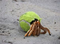 a crab crawling out of its hole in the sand with a tennis ball behind it