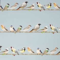 several birds are sitting on the branches of a tree, all lined up in rows