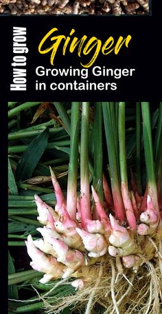 an image of growing ginger in containers with text overlaying the top and bottom