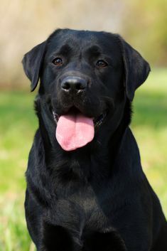 a black dog sitting in the grass with its tongue out