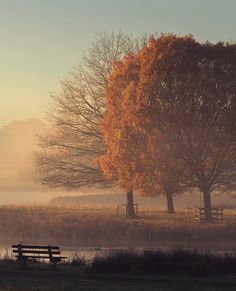 a bench sitting in the middle of a field next to trees with orange leaves on them