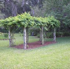 a group of trees that are in the grass