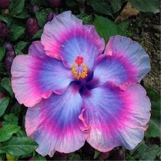 a pink and blue flower with green leaves