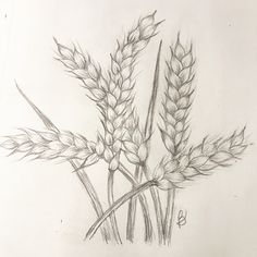 a pencil drawing of some wheat stalks