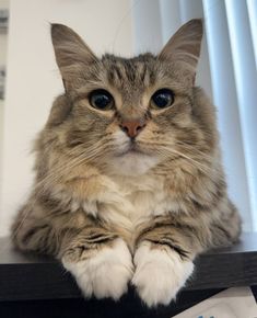 a fluffy cat sitting on top of a desk