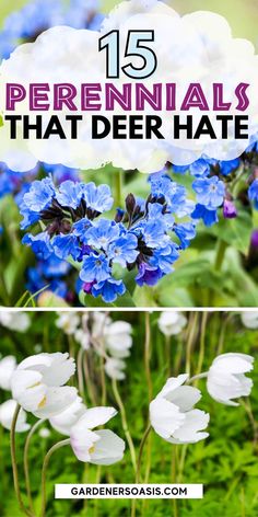 blue and white flowers with text overlay that reads 15 perennials that deer hate