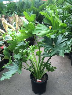 large green plants are in black pots on the ground