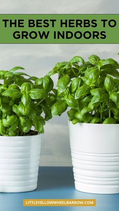 the best herbs to grow indoors are in white plastic pots with green leaves on them