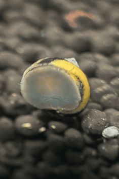 a yellow object is sitting on some black rocks and water droplets are around the surface