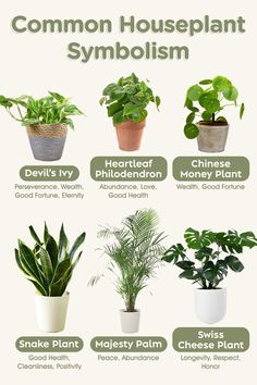 the different types of houseplants are shown in this poster, which shows how they can