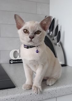 a white cat sitting on top of a counter