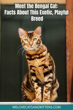 a cat sitting on top of a wooden post with the caption, meet the bengal cat fact about this exotic, playful breed