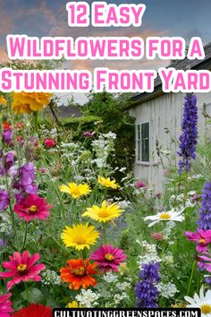 wildflowers in front of a house with text overlay that reads, 12 easy wildflowers for a stunning front yard