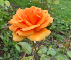 an orange rose is blooming in the garden