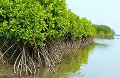 mangroves are growing along the edge of water in an area that looks like it has been