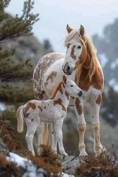 an adult horse standing next to a baby horse on top of a snow covered hill