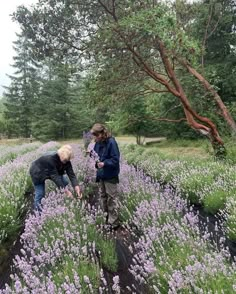 two people standing in a field of purple flowers with trees in the background and one person looking at something