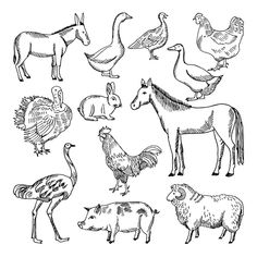 hand drawn farm animals and birds