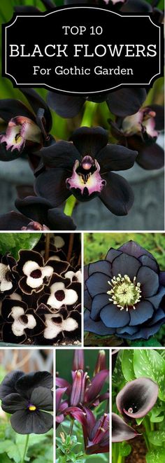 black flowers for gothic garden with the words top 100 black flowers for gothic garden on it