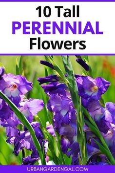 purple flowers with the words 10 tall perennial flowers