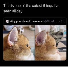 a cat looking up at the camera with caption that reads, this is one of the cutest things i've seen all day