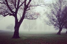 two trees in the middle of a grassy field on a foggy day