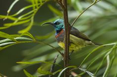 a colorful bird perched on top of a tree branch next to green leaves and branches