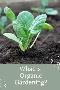 what is organic gardening and how does it help you grow your own plants? - the green thumb