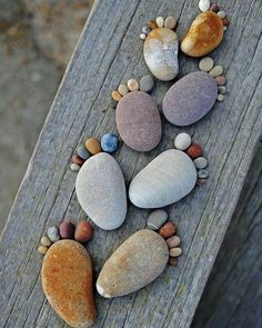 some rocks are arranged in the shape of a dog's paw on a wooden surface