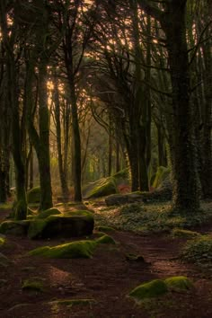 the sun shines through the trees and rocks in this forest filled with green moss