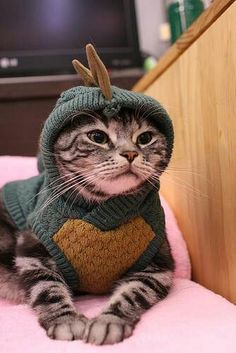 a cat wearing a sweater with antlers on it's head sitting on a pink blanket