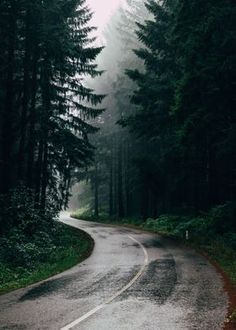 an empty road in the middle of a forest on a foggy day with trees