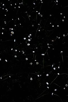 some white flowers are in the dark on a black background with lots of tiny bubbles