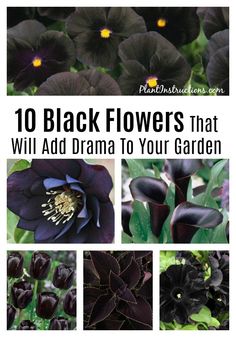 black flowers that will add drama to your garden