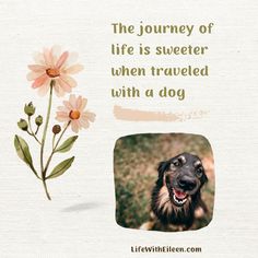 the journey of life is sweeter when traveled with a dog