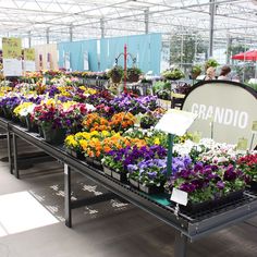 an indoor greenhouse filled with lots of colorful flowers