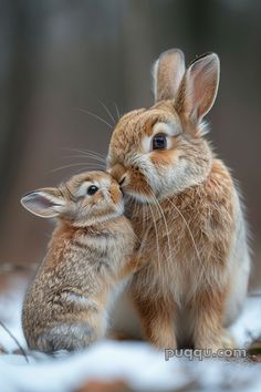 two small brown rabbits cuddle together in the snow, with their noses touching each other