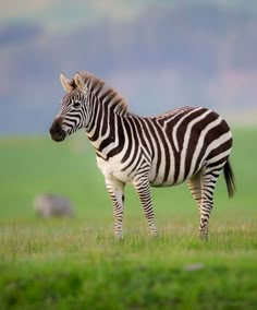 a zebra standing on top of a lush green field with mountains in the back ground