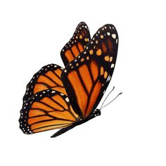 two orange butterflies flying side by side on a white background, one is facing the camera