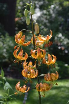 an orange flower is blooming in the garden