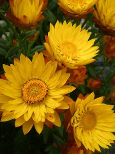 many yellow flowers are blooming in the garden