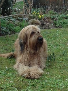 a shaggy haired dog sitting in the grass