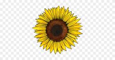 a drawing of a sunflower on a transparent background, hd png downloads