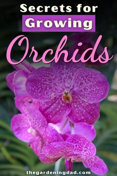 purple orchid with text overlay that reads secrets for growing orchids