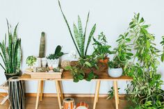 several houseplants are arranged on a wooden table