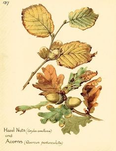 an antique print of leaves and acorns