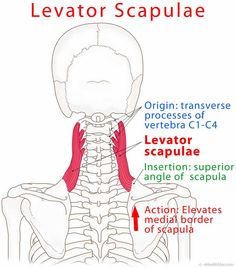 Levator Scapulae Pain Relief, Scapula Exercises Strength, Scapula Muscles, Dorsal Scapular Nerve, Levator Scapulae Stretch, Levator Scapulae Muscle, Levator Scapulae, Muscles Anatomy, Muscular System Anatomy