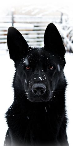 a black dog sitting in the snow with it's head turned towards the camera