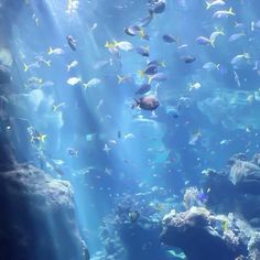 a large aquarium filled with lots of different types of fish swimming around and under the water