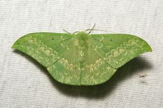 a large green moth sitting on top of a white cloth covered tablecloth with small holes in it's wings